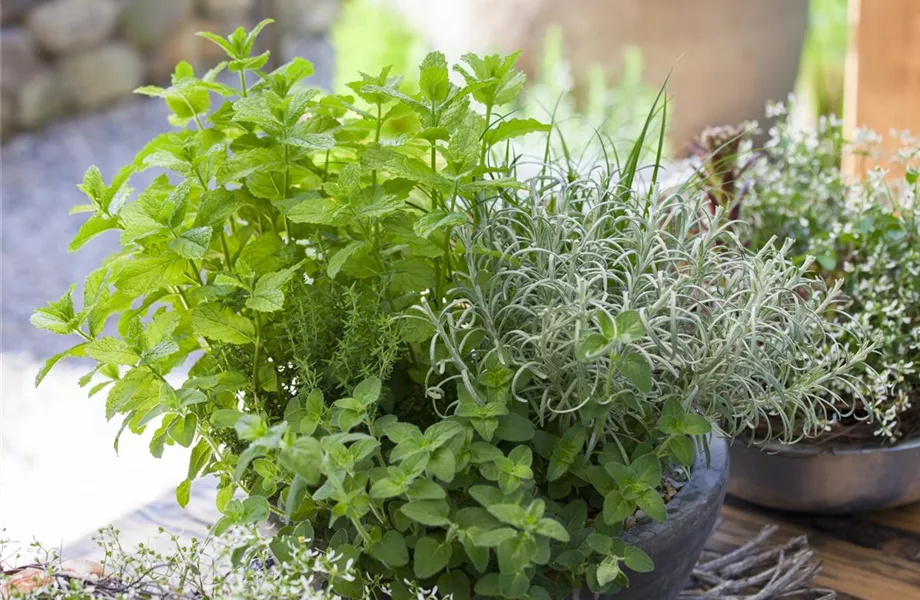 Frische Kräuter im Garten 