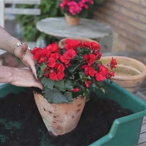 Blumenkübel - Bepflanzen mit Sommerblumen