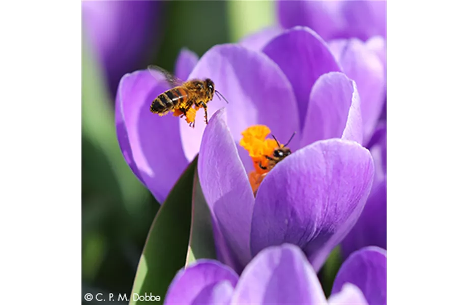 Blumenzwiebelzauber im Frühjahr