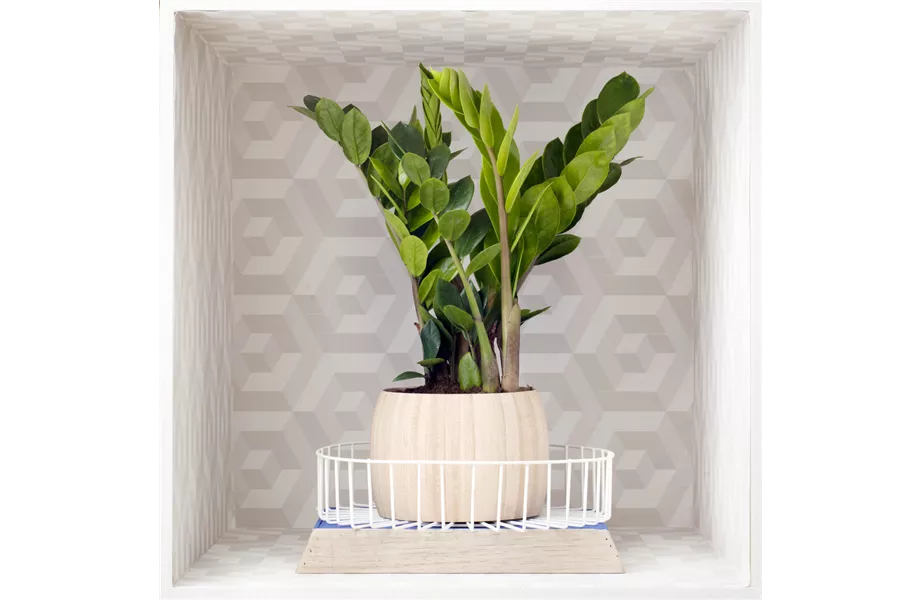 Pflanze des Monats Februar 2024: Zamioculcas