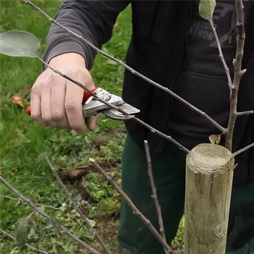 Obstbaumschnitt im Winter